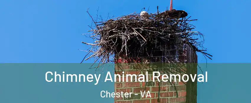 Chimney Animal Removal Chester - VA
