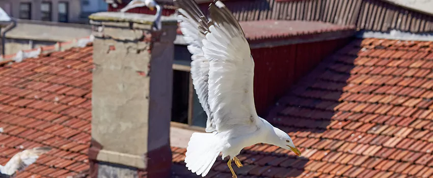 Residential Chimney Animal Removal Solution in Chester, VA