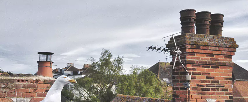 Chimney Cleaning And Restoration in Chester, Virginia
